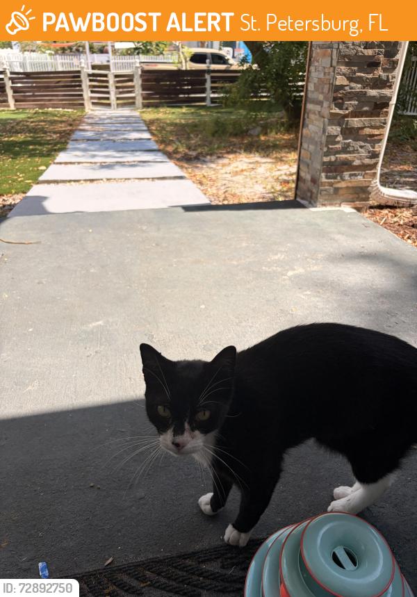 Found/Stray Male Cat last seen 26th St S, St. Petersburg, FL 33710