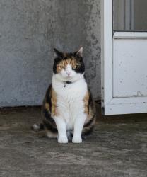 Lost Female Cat last seen Via Mira Mosa, Murrieta, CA 92563