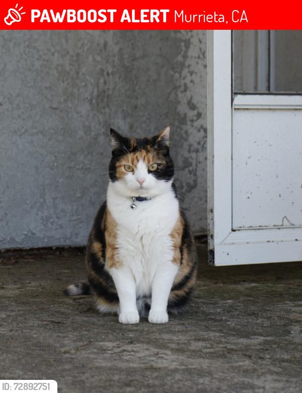 Lost Female Cat last seen Via Mira Mosa, Murrieta, CA 92563