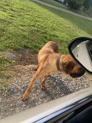 Found/Stray Female Dog last seen Below church toward 901 long dirt driveway, Rock Hill, SC 29730