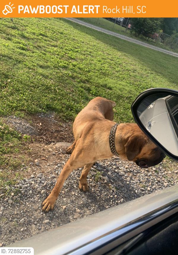 Found/Stray Female Dog last seen Below church toward 901 long dirt driveway, Rock Hill, SC 29730