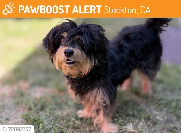 Found/Stray Unknown Dog last seen Waterloo rd  and Boggiano rd, Stockton, CA 95215