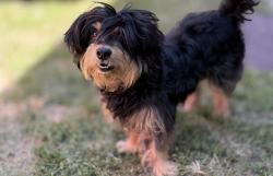 Found/Stray Unknown Dog last seen Waterloo rd  and Boggiano rd, Stockton, CA 95215