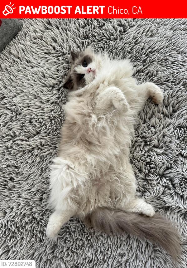 Lost Male Cat last seen Marigold and East Ave, Chico, CA 95973