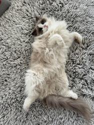 Lost Male Cat last seen Marigold and East Ave, Chico, CA 95973