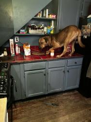 Lost Male Dog last seen Volintine evergreen Memphis , Memphis, TN 38107