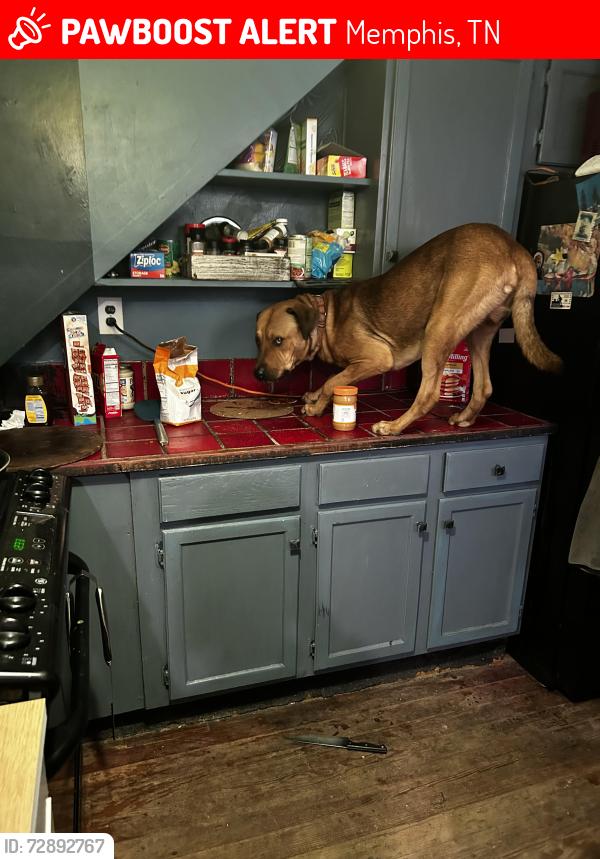 Lost Male Dog last seen Volintine evergreen Memphis , Memphis, TN 38107