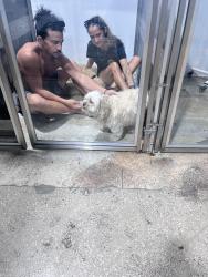 Found/Stray Male Dog last seen Key Biscayne , Key Biscayne, FL 33149