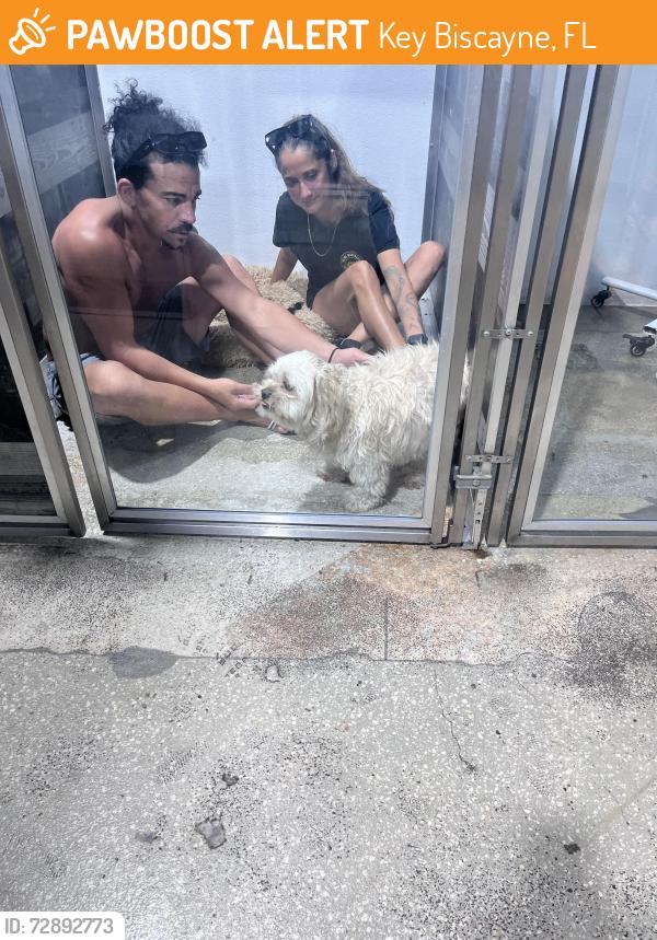 Found/Stray Male Dog last seen Key Biscayne , Key Biscayne, FL 33149