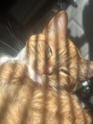 Reunited Male Cat last seen The corner of 3rd and 15th , Oakland, CA 94606