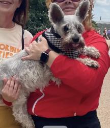 Lost Female Dog last seen Marby Grange Way /Gondola / Calloway Rd, Bakersfield, CA 93312
