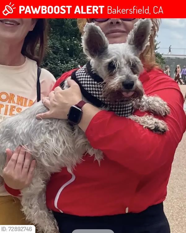 Lost Female Dog last seen Marby Grange Way /Gondola / Calloway Rd, Bakersfield, CA 93312