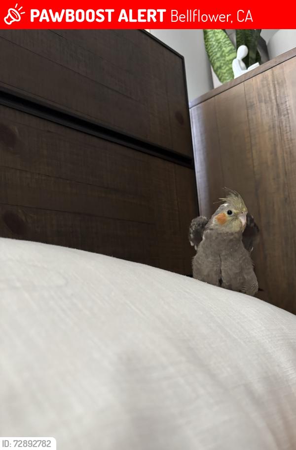 Lost Unknown Bird last seen Hayford, and mcnab, Bellflower, CA 90706