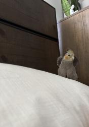 Lost Unknown Bird last seen Hayford, and mcnab, Bellflower, CA 90706