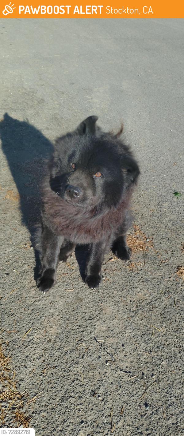Found/Stray Male Dog last seen Guernsey avenue off golden gate, Stockton, CA 95215
