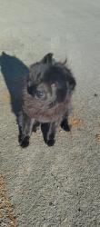 Found/Stray Male Dog last seen Guernsey avenue off golden gate, Stockton, CA 95215