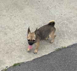 Found/Stray Female Dog last seen Near 25th W Ave and W 47th St, Tulsa, OK 74107