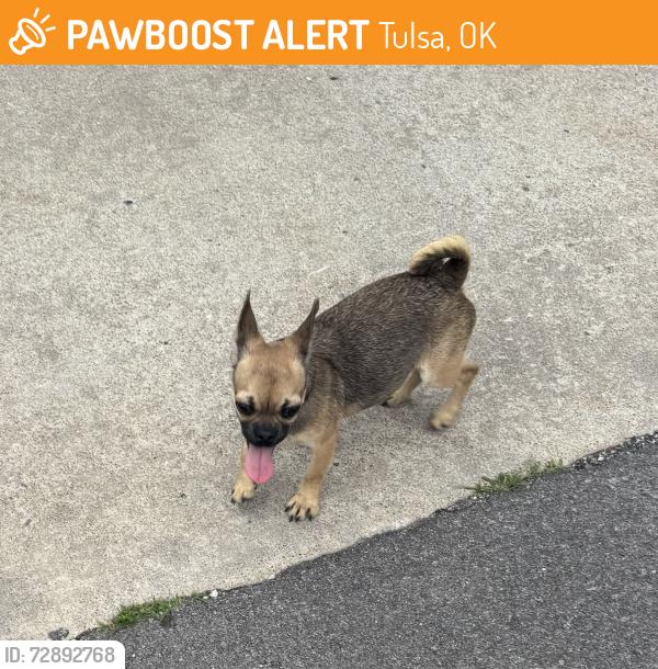 Found/Stray Female Dog last seen Near 25th W Ave and W 47th St, Tulsa, OK 74107