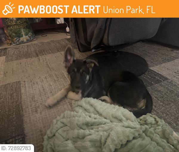 Found/Stray Female Dog last seen Nansen Ave, Union Park, FL 32817
