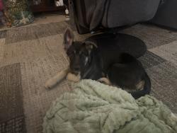 Found/Stray Female Dog last seen Nansen Ave, Union Park, FL 32817