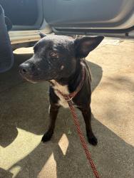 Found/Stray Male Dog last seen Yadkin Rd & Santa Fe Dr, Fayetteville, NC 28303