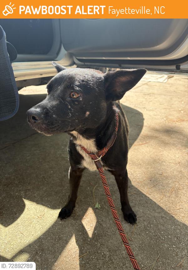 Found/Stray Male Dog last seen Yadkin Rd & Santa Fe Dr, Fayetteville, NC 28303