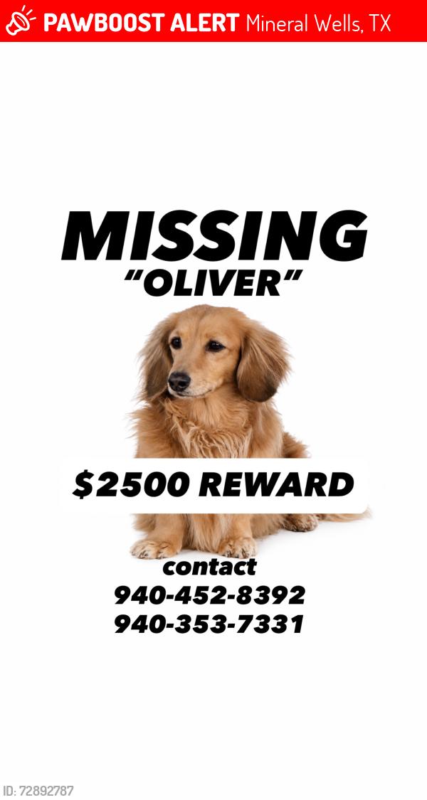Lost Male Dog last seen Hayes Road Mineral Wells Rexas , Mineral Wells, TX 76067