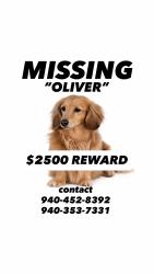 Lost Male Dog last seen Hayes Road Mineral Wells Rexas , Mineral Wells, TX 76067