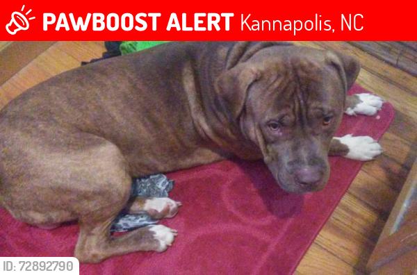 Lost Male Dog last seen St., Kannapolis, NC 28081