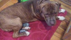Lost Male Dog last seen St., Kannapolis, NC 28081