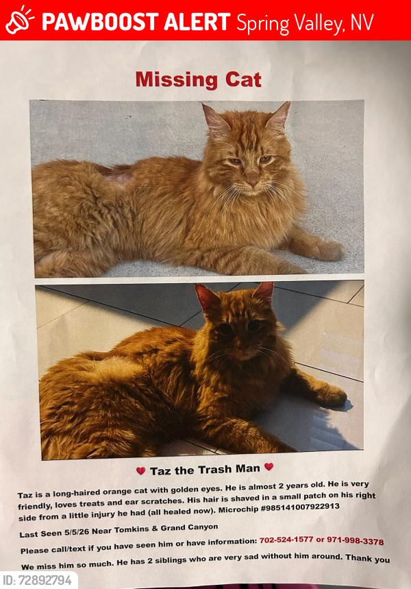 Lost Male Cat last seen Tomkins and Grand Canyon, Spring Valley, NV 89147
