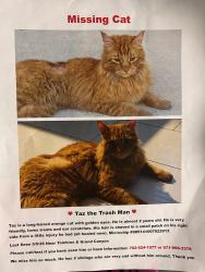 Lost Male Cat last seen Tomkins and Grand Canyon, Spring Valley, NV 89147