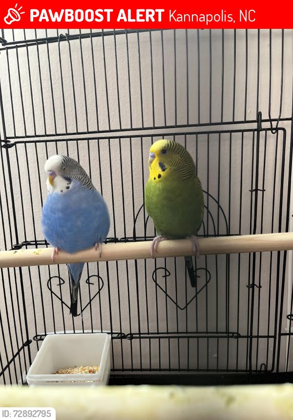 Lost Unknown Bird last seen Farmbrook dr, Kannapolis, NC 28081