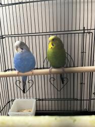 Lost Unknown Bird last seen Farmbrook dr, Kannapolis, NC 28081