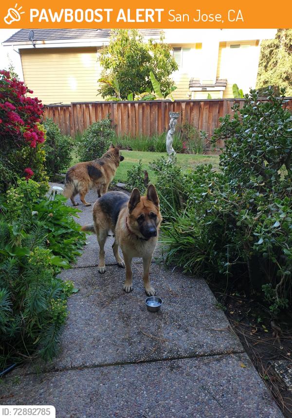Found/Stray Male Dog last seen San Pablo Ct and Tallent Ave, San Jose, CA 95127