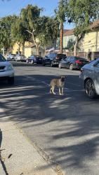 Found/Stray Male Dog last seen Atlantic, Alameda, CA 94501
