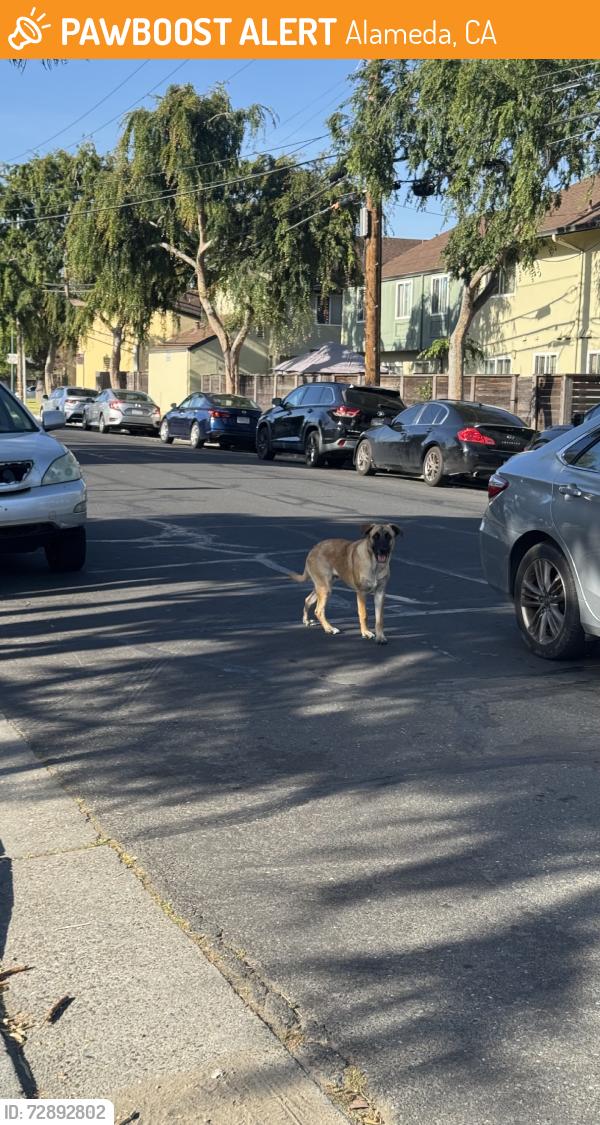 Found/Stray Male Dog last seen Atlantic, Alameda, CA 94501