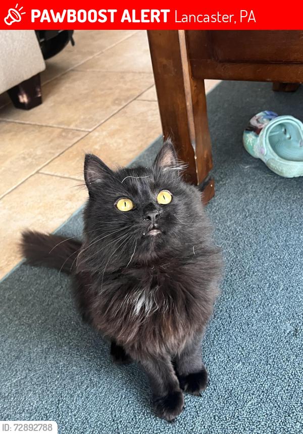 Lost Female Cat last seen Delp rd. Behind overlook park , Lancaster, PA 17601