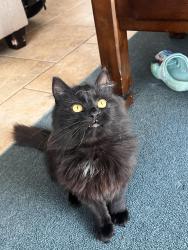 Lost Female Cat last seen Delp rd. Behind overlook park , Lancaster, PA 17601