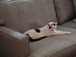Lost Male Cat last seen Wilson. Ave., South River, NJ 08882