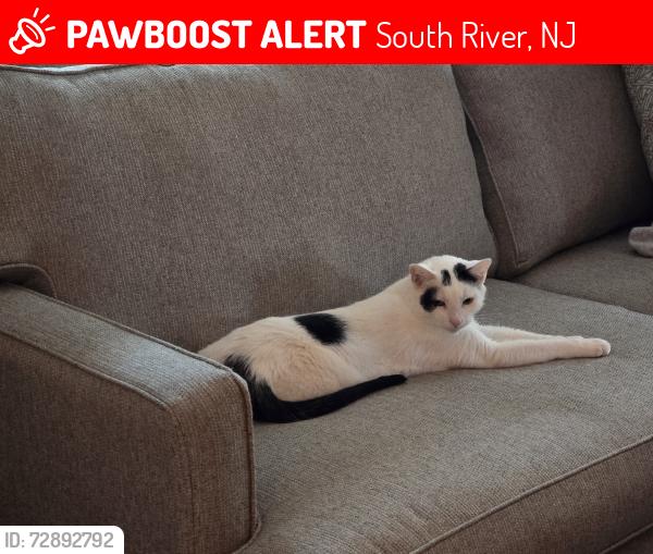 Lost Male Cat last seen Wilson. Ave., South River, NJ 08882