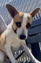 Shelter Stray Male Dog last seen Near BLOCK GOLF COURSE RD, TAFT CA 93268, Bakersfield, CA 93308