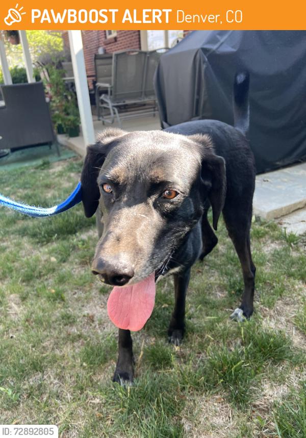Found/Stray Female Dog last seen Vale & Flamingo Denver 80246, Denver, CO 80246
