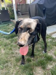 Found/Stray Female Dog last seen Vale & Flamingo Denver 80246, Denver, CO 80246