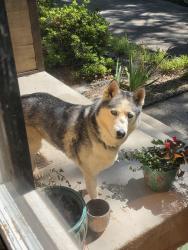 Found/Stray Female Dog last seen Davis Mountain Rd , Hendersonville, NC 28739
