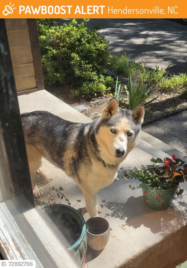 Found/Stray Female Dog last seen Davis Mountain Rd , Hendersonville, NC 28739