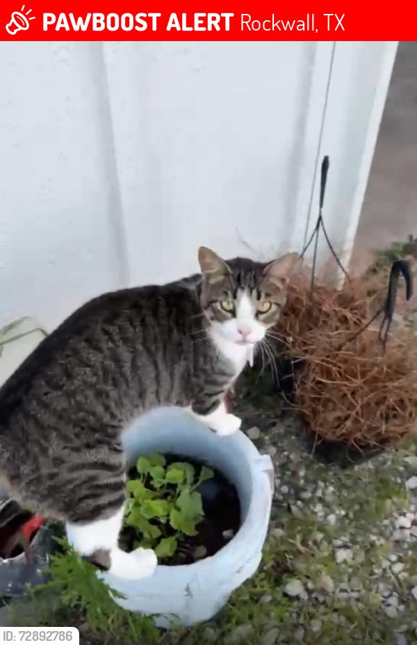Lost Male Cat last seen Near Pullen Road, Rockwall, TX 75032