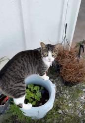 Lost Male Cat last seen Near Pullen Road, Rockwall, TX 75032