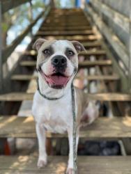 Shelter Stray Female Dog last seen CHARLOTTE, Charlotte, NC 28217