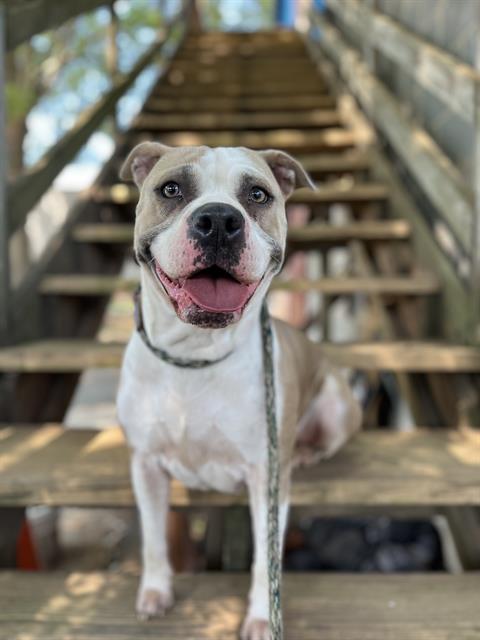 Shelter Stray Female Dog last seen CHARLOTTE, Charlotte, NC 28217